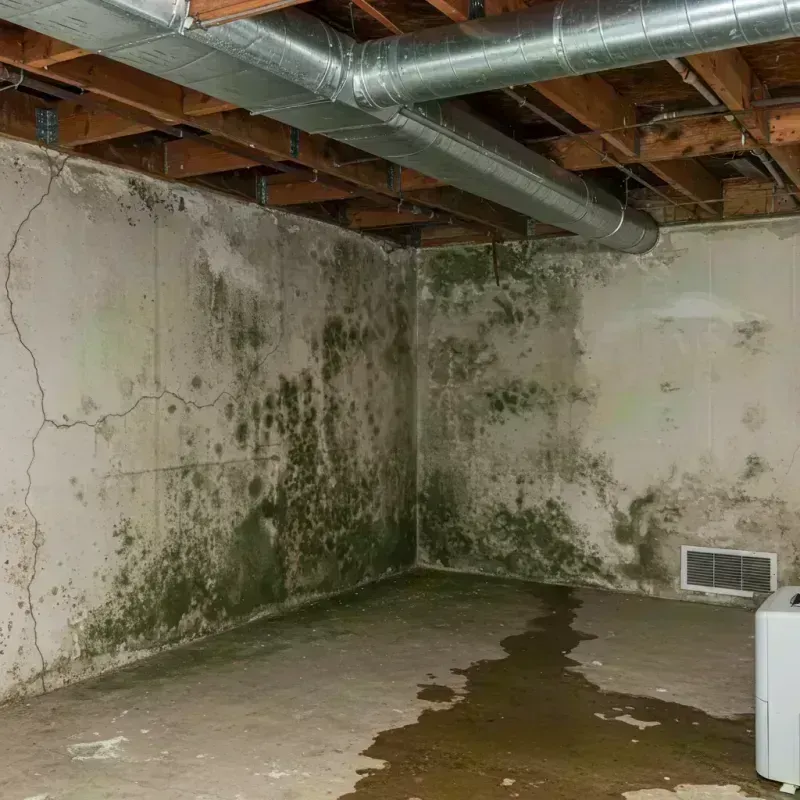 Professional Mold Removal in Centennial, CO